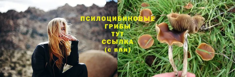 Галлюциногенные грибы Cubensis  Камышин 